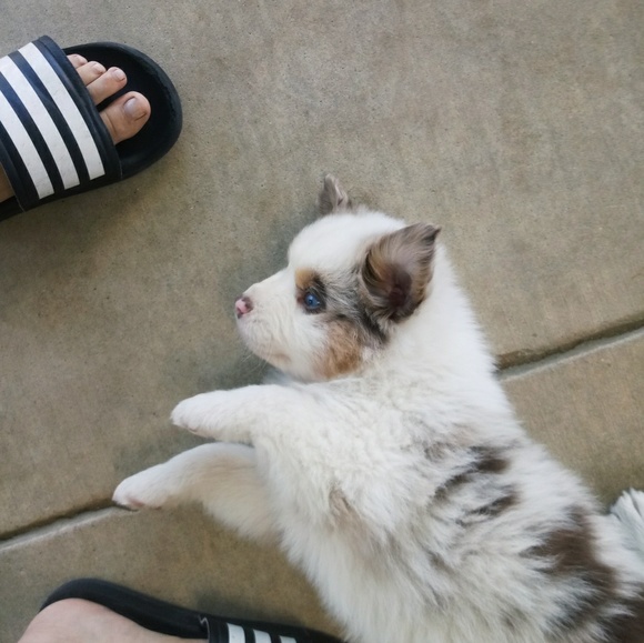 Meet your Posher, Abby - Picture 6 of 8